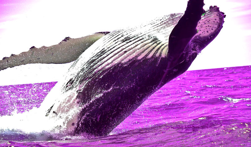 ripple whale