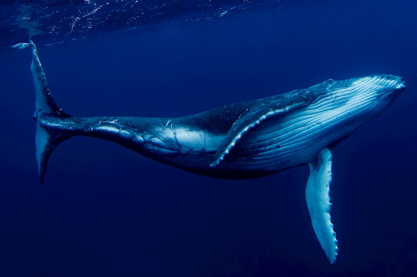 baleia move bilhões por centavos