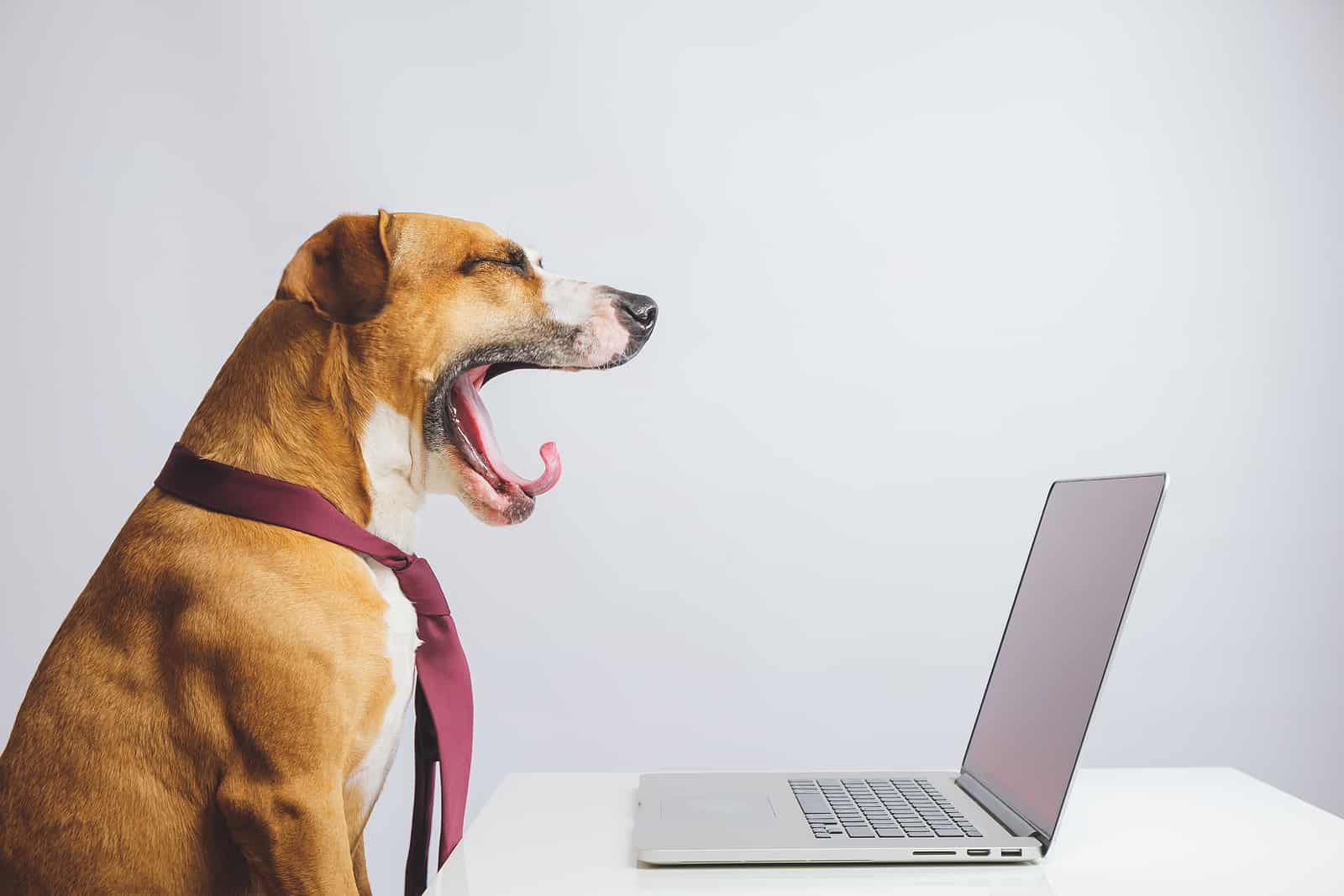 cachorro na frente de um computador