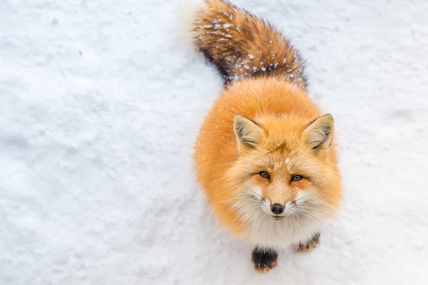 raposa simbolo na neve