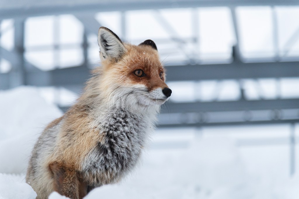 raposa simbolo da Foxbit com fundo na neve