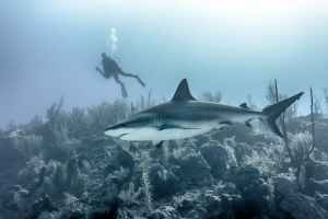 Tubarão da Bitrecife.