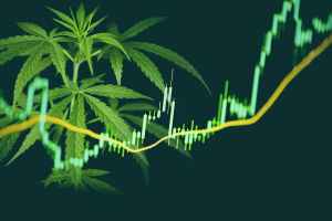 Como investir em maconha