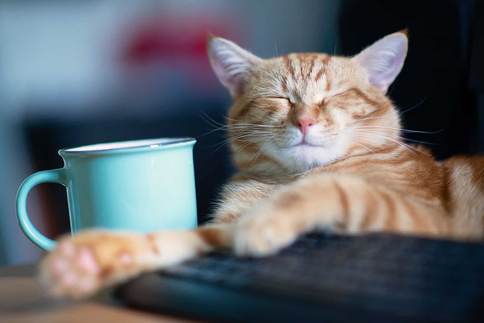 Gato dormindo em cima do teclado ao lado de uma caneca de café
