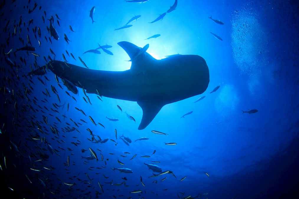 Baleias estão silenciosamente acumulando Ethereum, afirma Santiment