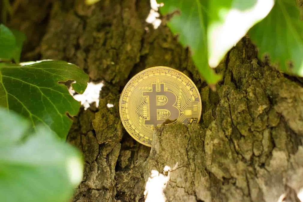 Bitcoin bate US$50 mil e está salvando o meio ambiente enquanto isso