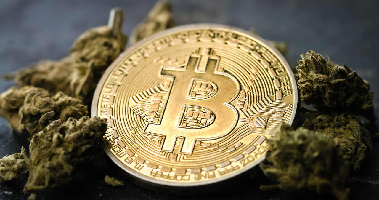 Empresas de cannabis abraçam o Bitcoin como reserva de valor e forma de pagamento