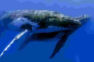 Baleias comprando mais bitcoin