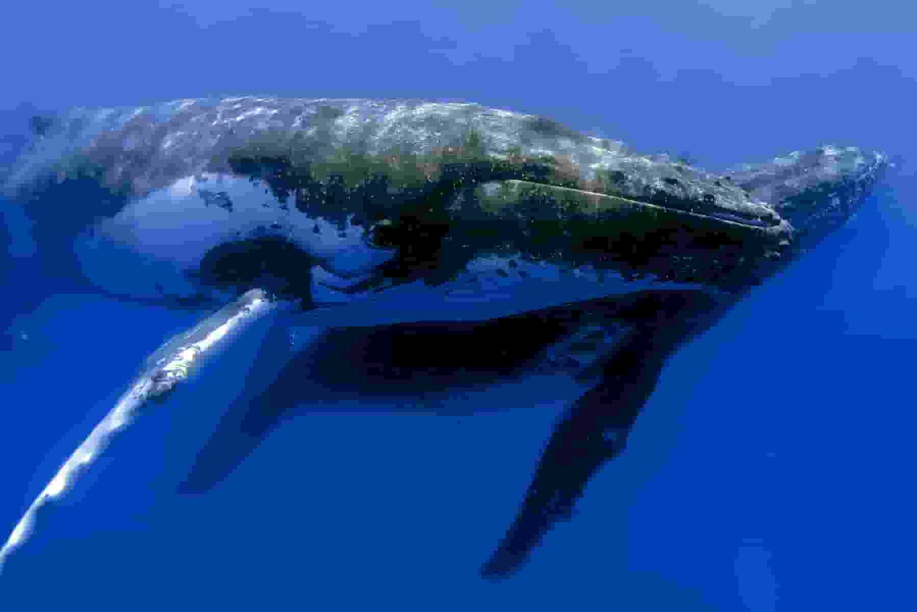 Baleias comprando mais bitcoin