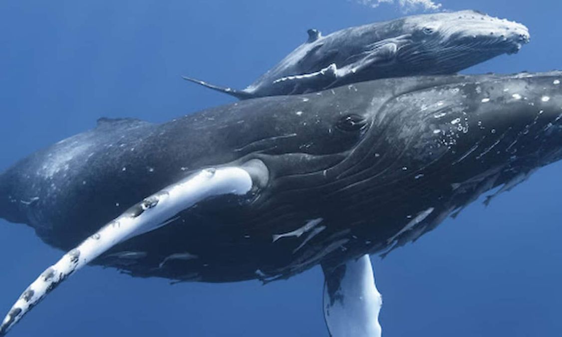 Baleias criminosas possuem R$130 bilhões em criptomoedas, diz relatório