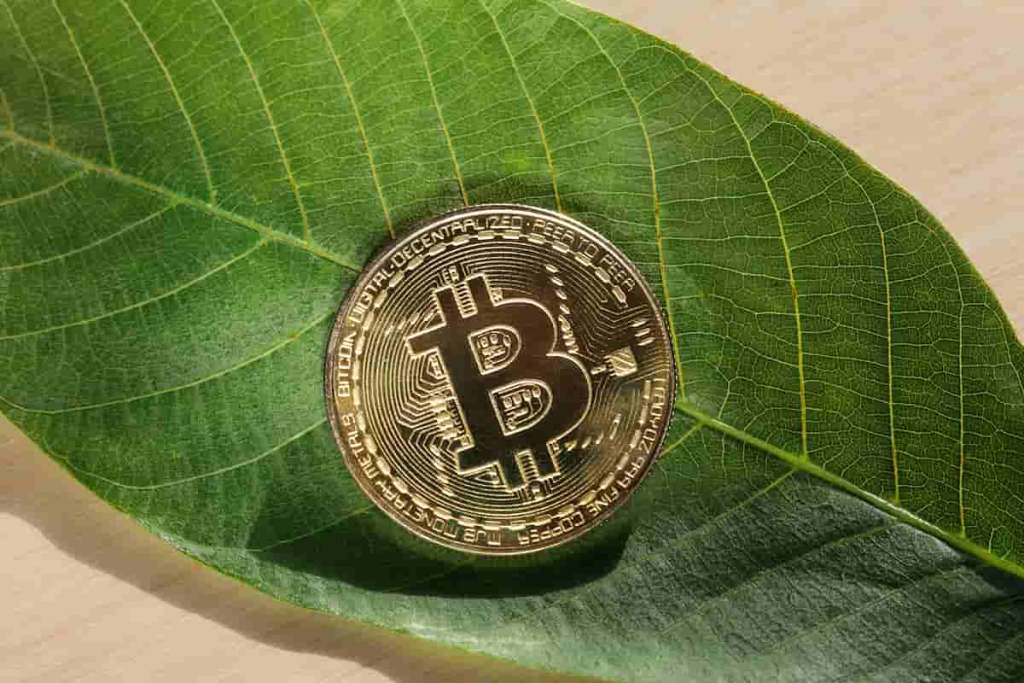 Moeda de bitcoin em uma folha verde