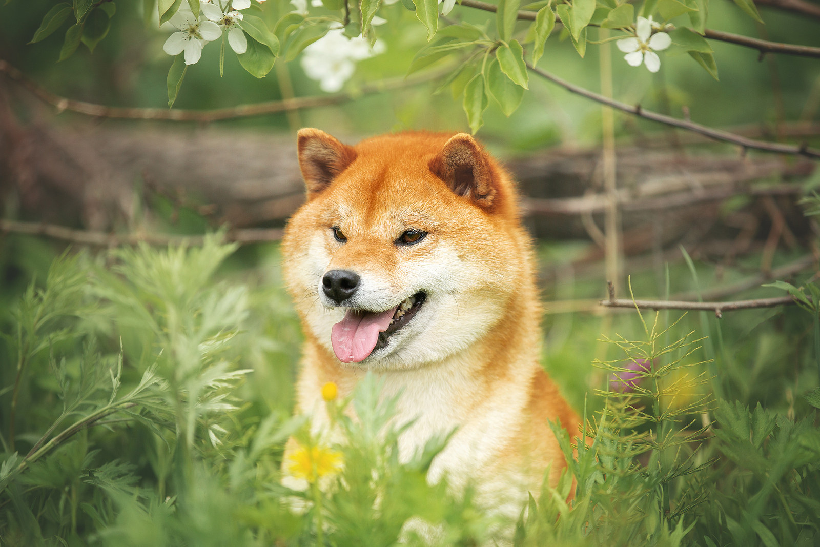 bigstock-Happy-Shiba-Inu-Dog-Posing-Aga-422872586