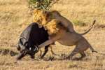 løver angriber bøfler