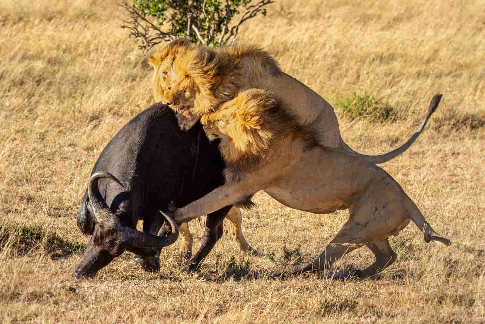 Leões atacando búfalo