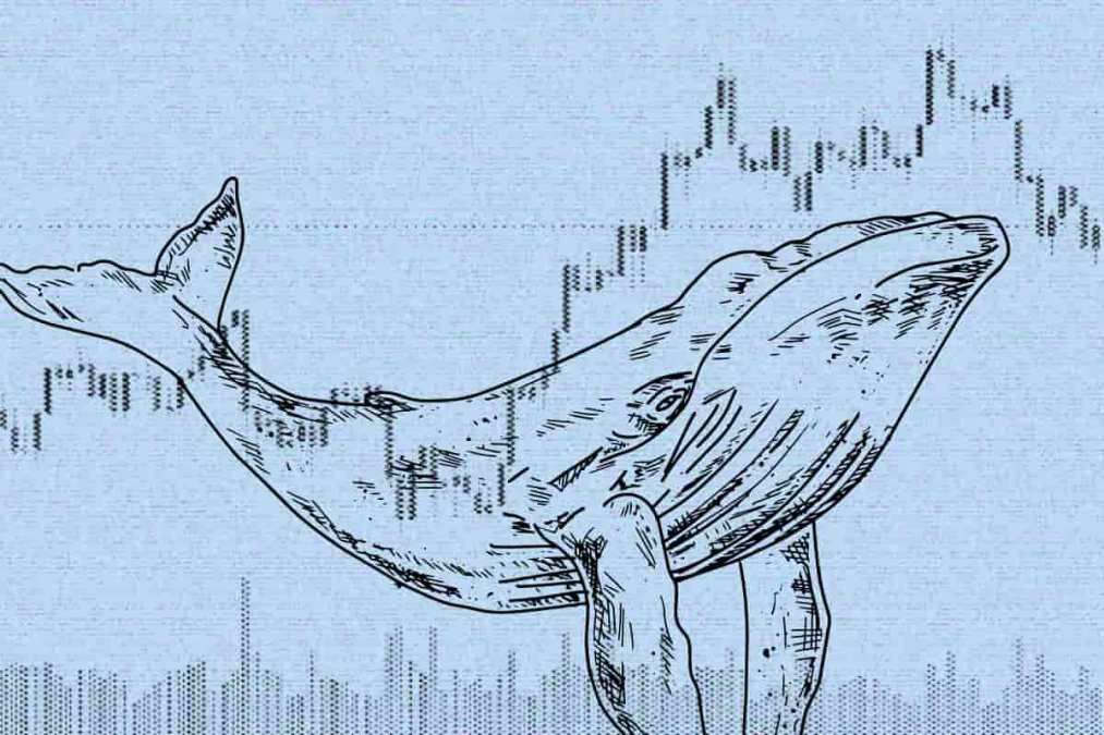 Baleias de Ethereum acumulam uma das principais altcoins do mercado, revela Santiment