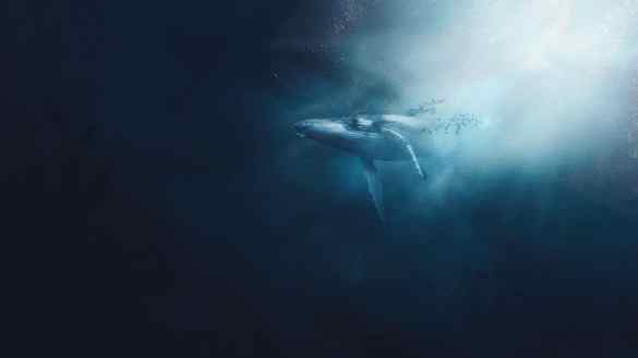 Baleia nadando em um grande oceano - institucionais