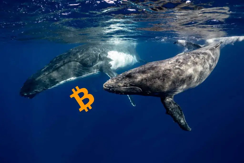 Baleias Bitcoin