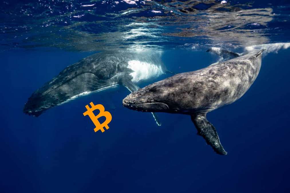 Baleias compraram 220 mil bitcoins desde dezembro, maior acumulação desde 2019