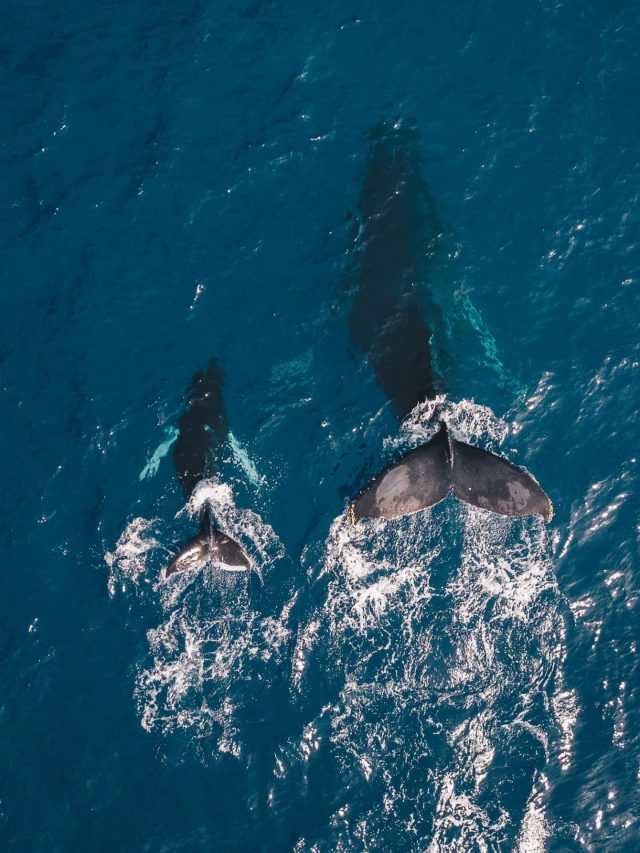 3 maneiras de observar as baleias de criptomoedas