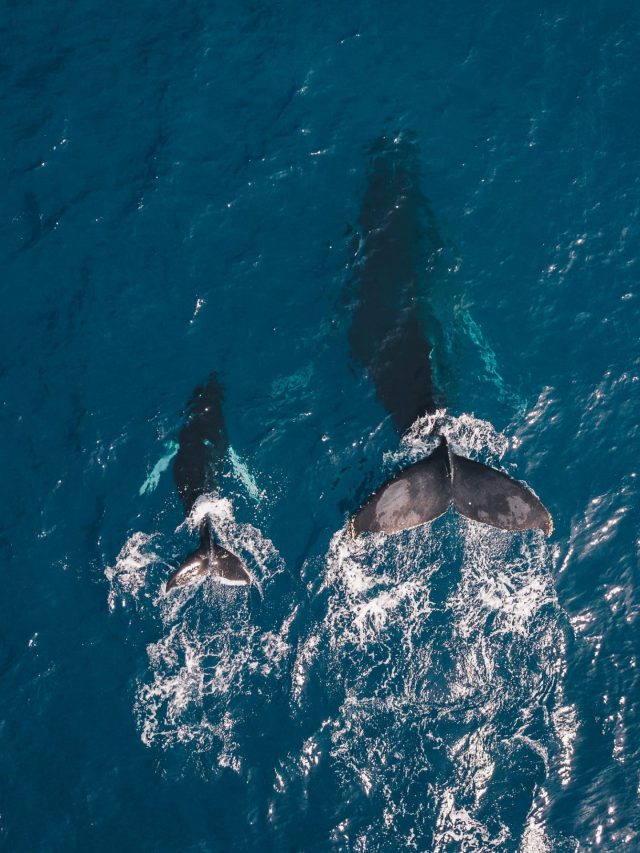 Baleias estão acumulando essa altcoin
