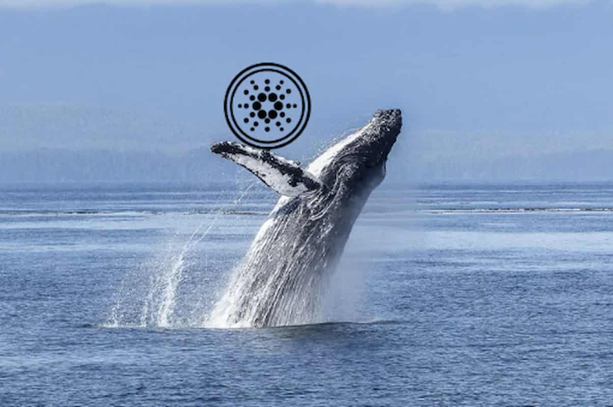 Baleia de Cardano
