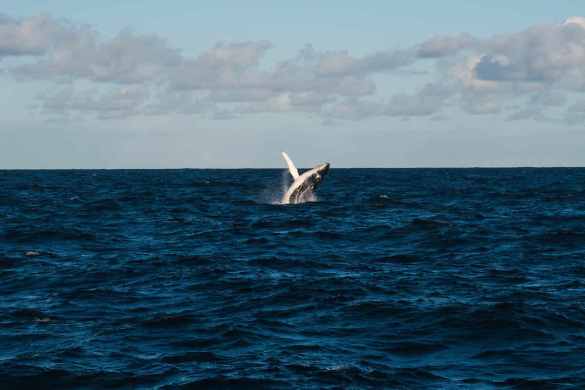 Baleia saltando no mar aberto