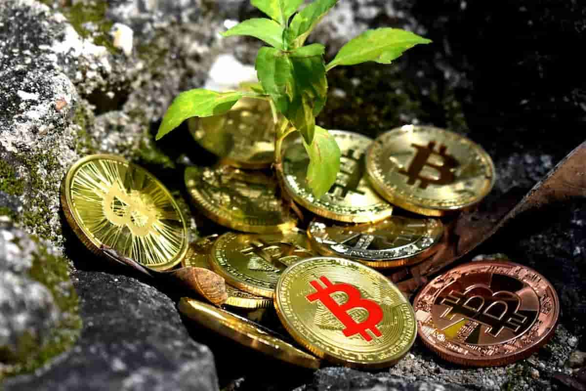 Uma planta com moedas de bitcoin, representando sustentabilidade