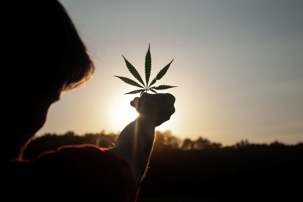 Homem segurando uma folha de cannabis contra o sol