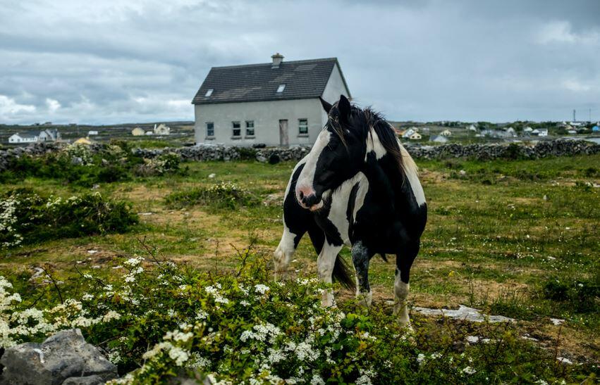 Cavalo em ilha irlandesa