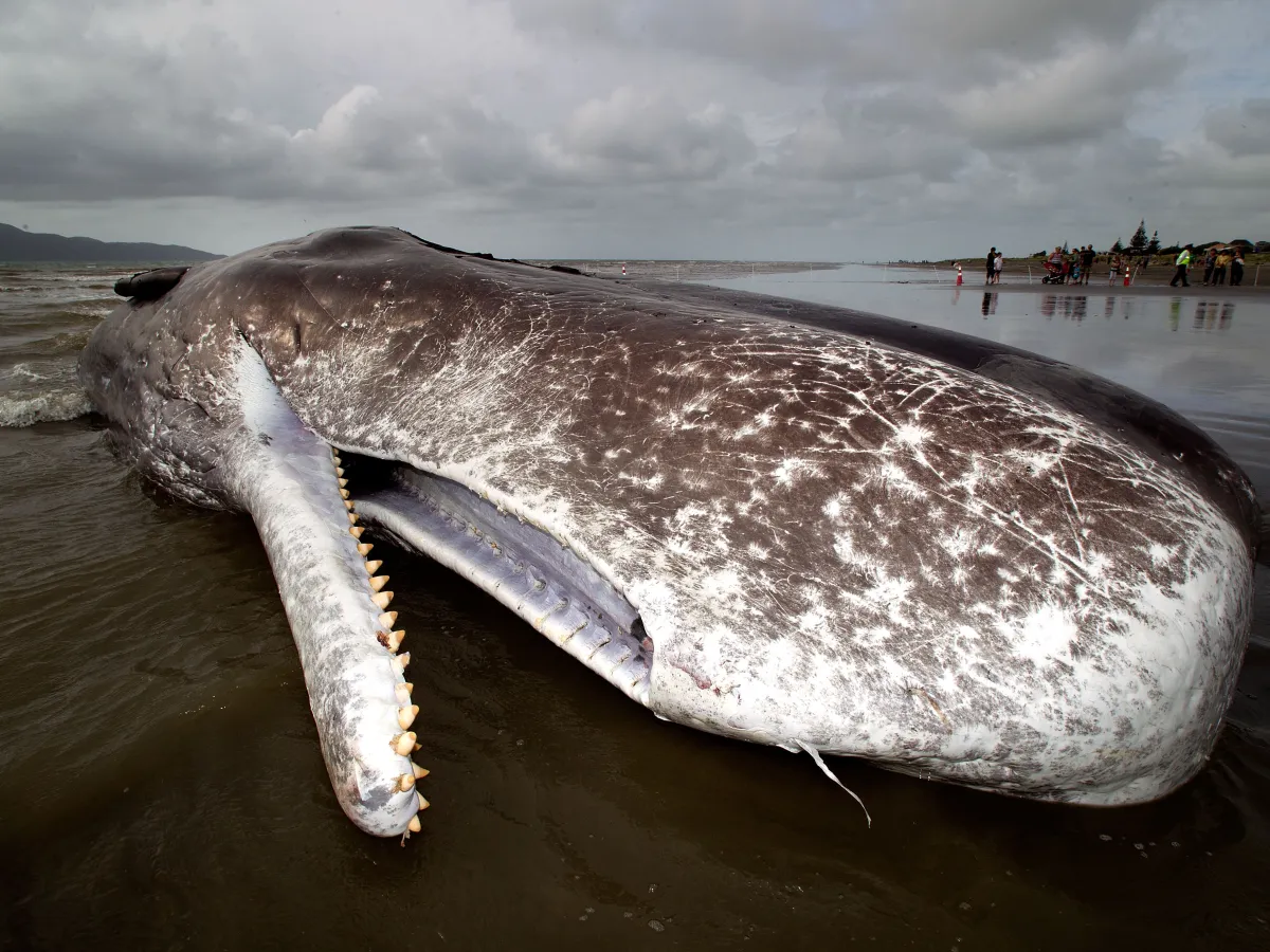 Baleia morta na praia