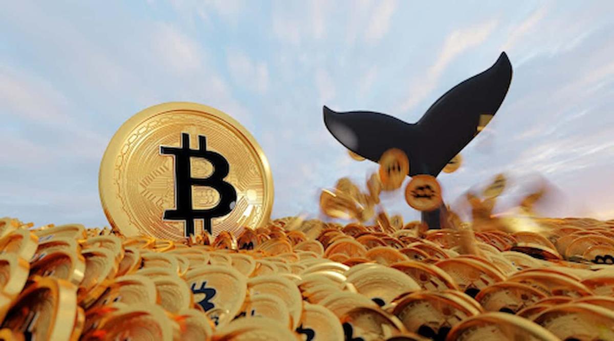 Baleia do Bitcoin