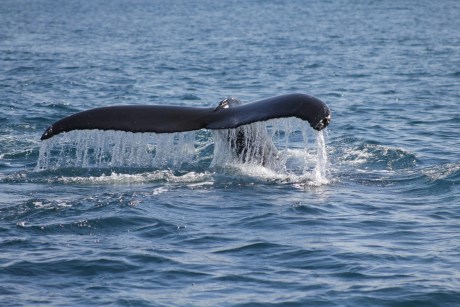 As baleias XRP estão ativas: aqui é onde elas estão enviando moedas