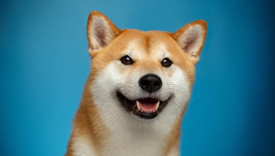 As baleias do Dogecoin compram 112 milhões de dólares em DOGE, enquanto os investidores de criptomoedas voltam sua atenção para as moedas meme.