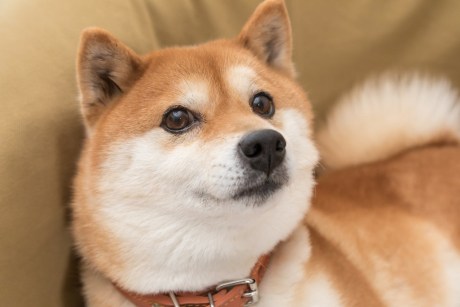 Shiba Inu à beira de uma subida de 400%, analista diz: “Será que vai dar certo?”