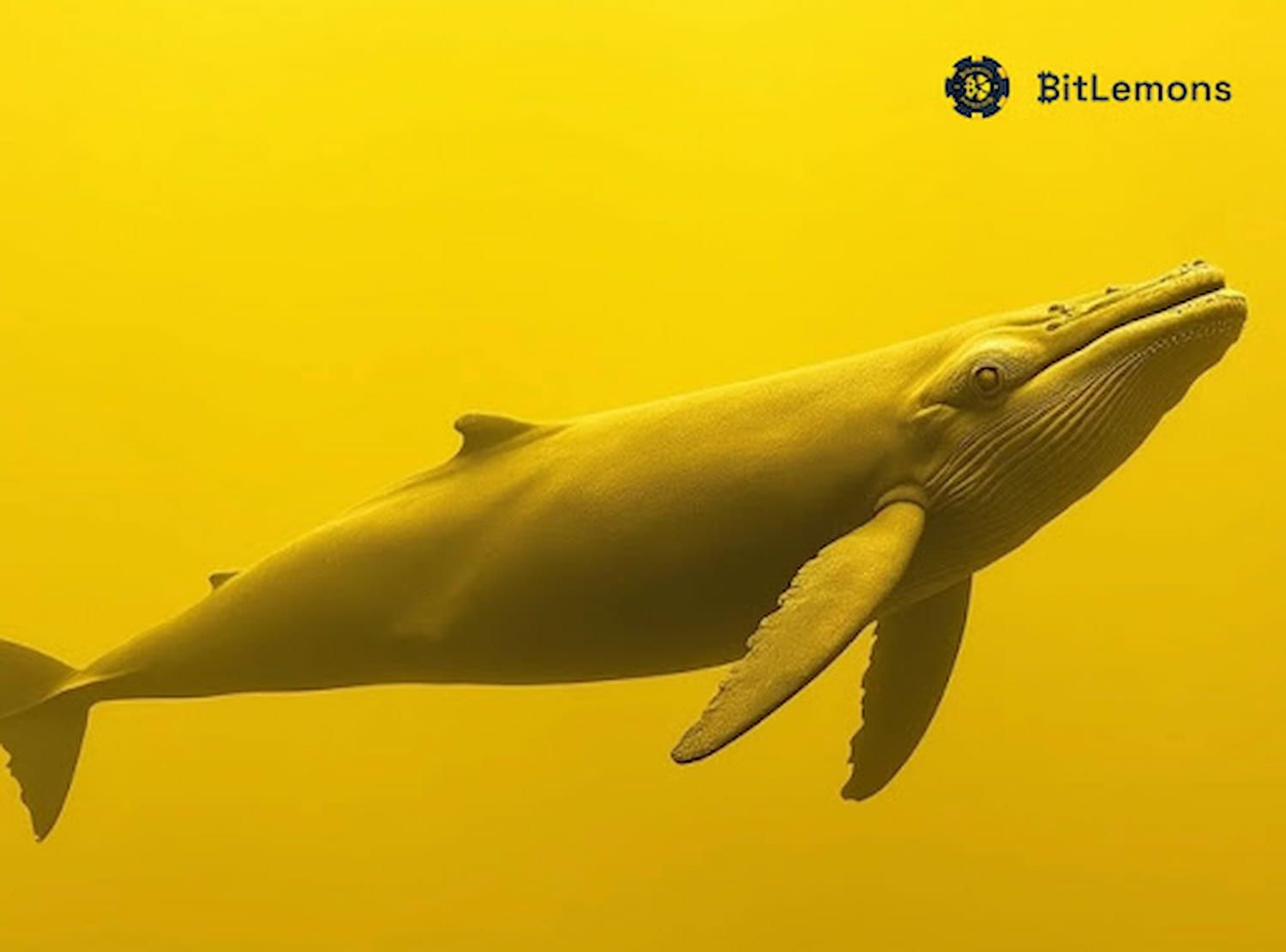 Atrasos do Ethereum, Pressão de Baleias da Solana – Pode BitLemons Ser a Jogada de Ruptura?