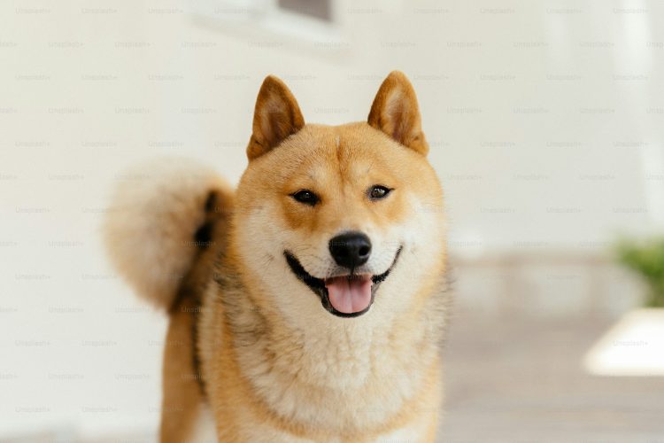 Analista Lança Bomba sobre Dogecoin: Alta de 174% para $0,65 à Vista 