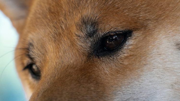 Analista Revela Previsão de Fim de Ano: O Preço do Dogecoin Ainda Pode Subir 1.000%? 