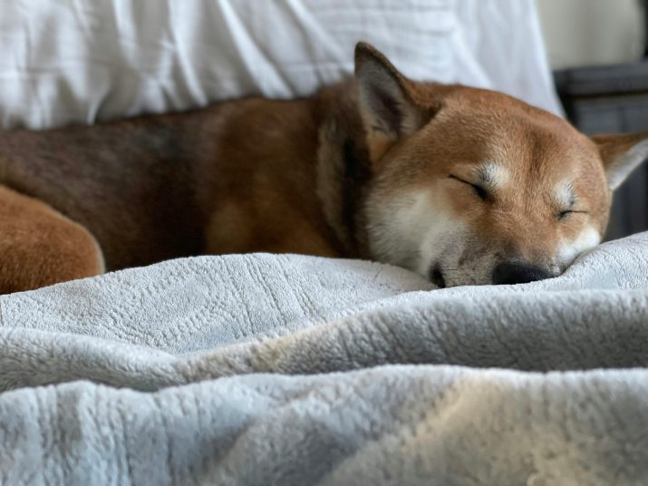 Dogecoin em Perigo: Uma Queda Abaixo de $0,16 Pode Desencadear um Crash de 30%—Analista 