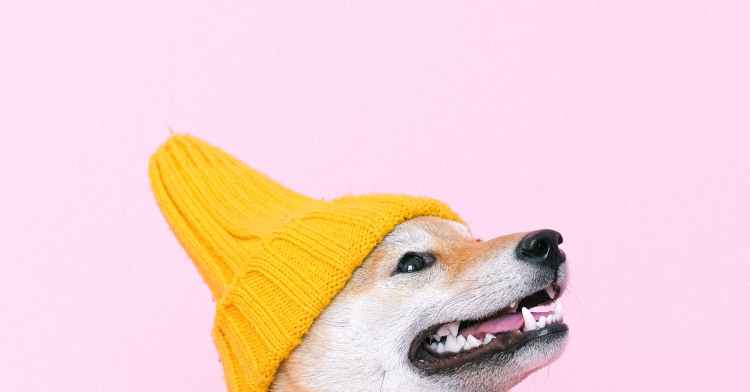 Dogwifhat Salta 24% Junto com o Avanço do Bitcoin para $107K 
