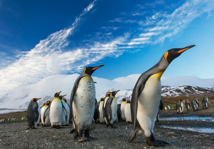 PENGU Aquece: Quase $600M em Juros em Aberto Provocam Conversas de Rally 