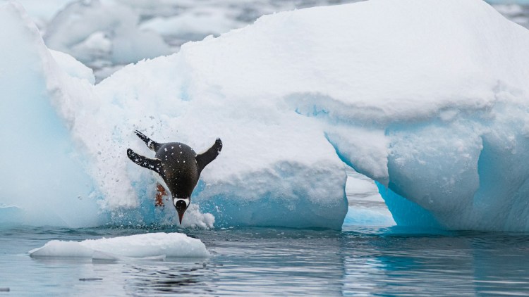 PENGU lidera a lista de principais memecoins com alta diária de 20% – O que está por trás do rali? 