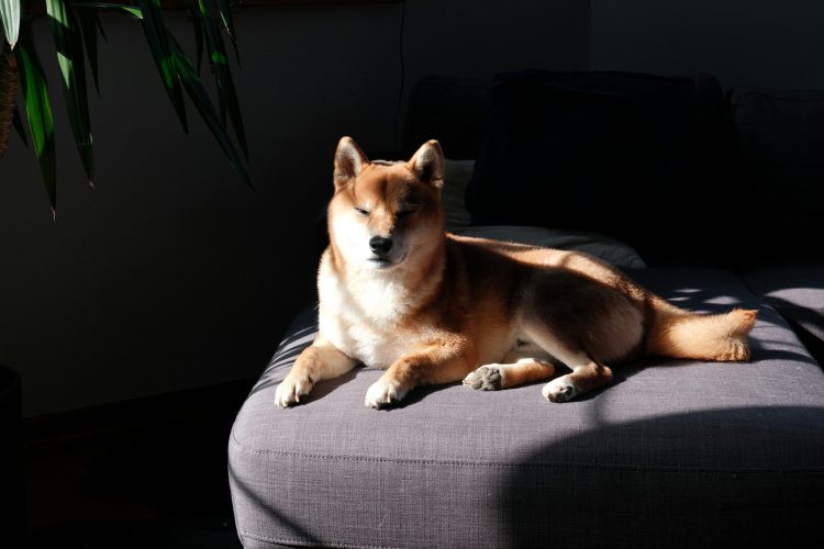 Dogecoin Atrai Nova Atenção com Juros em Aberto Ultrapassando $3 Bilhões 