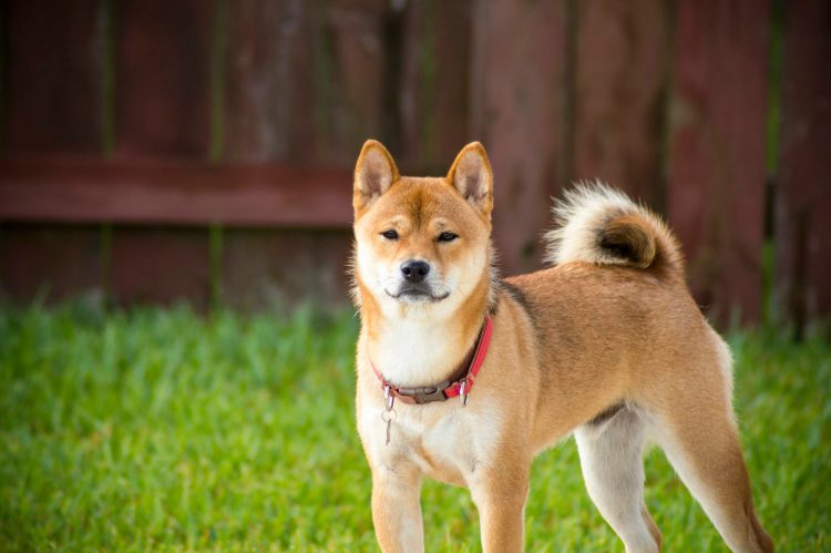Shiba Inu se junta às fileiras de Dogecoin e XRP na lista de observação de ETFs da Coinbase – A próxima grande novidade? 