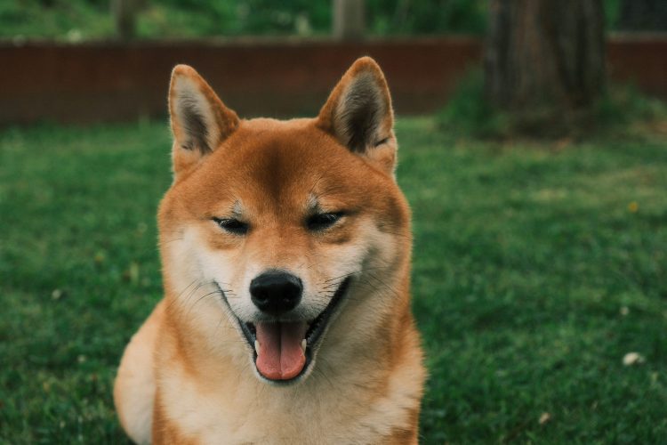 Rali Surpreendente do Dogecoin: Este Impulso de Alta Levará o Preço em Direção ao Recorde de $0,8. 