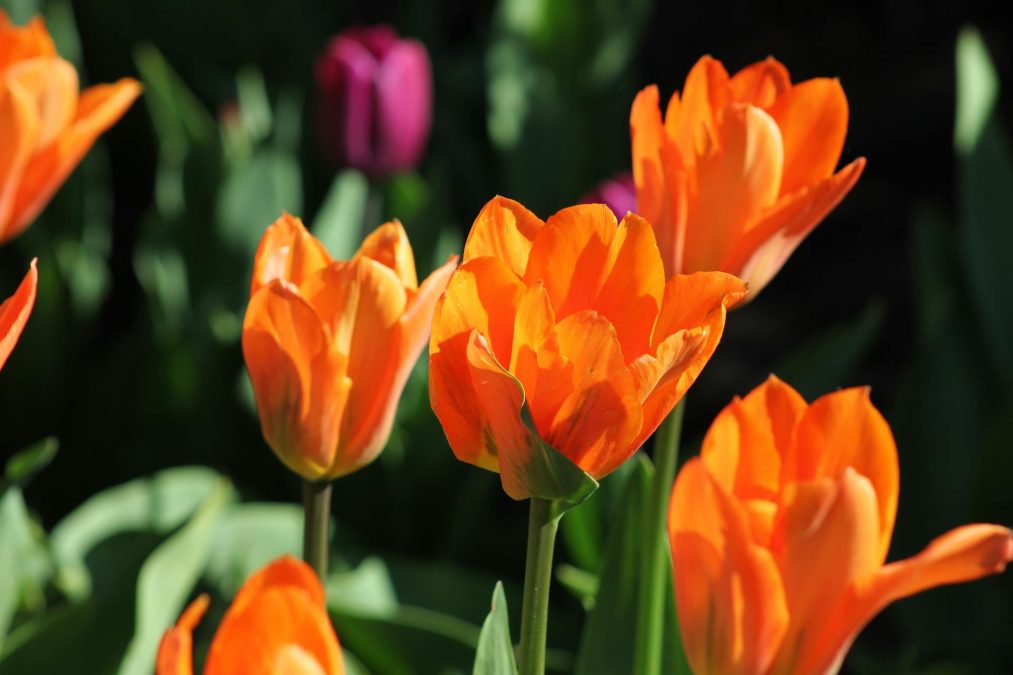 Bitcoin pode se tornar uma “tulipa digital” e ir para zero, diz Bloomberg